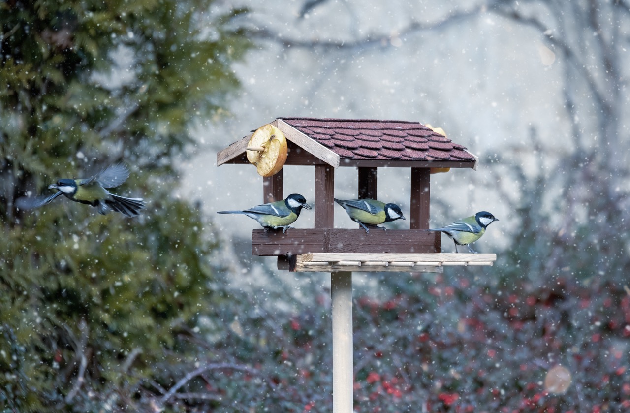 Par un temps neigeux, une mangeoire artificielle, avec un toit à deux pentes, accueille trois mésanges charbonnières qui mangent. Une moitié de pomme est accrochée à la mangeoire