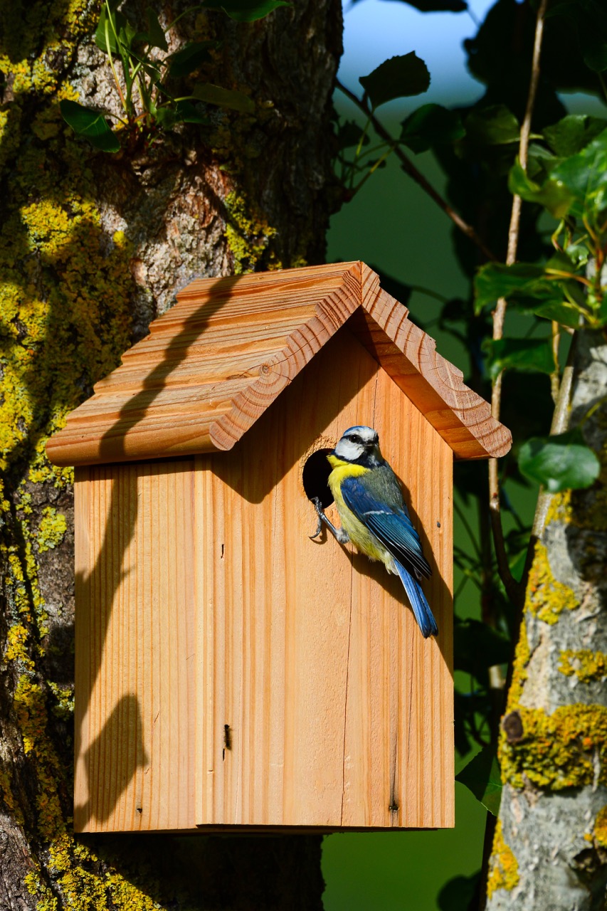 Une mésange charbonnière devant le trou d’un nichoir en bois. C’est un nichoir qui a été fabriqué par l’homme.