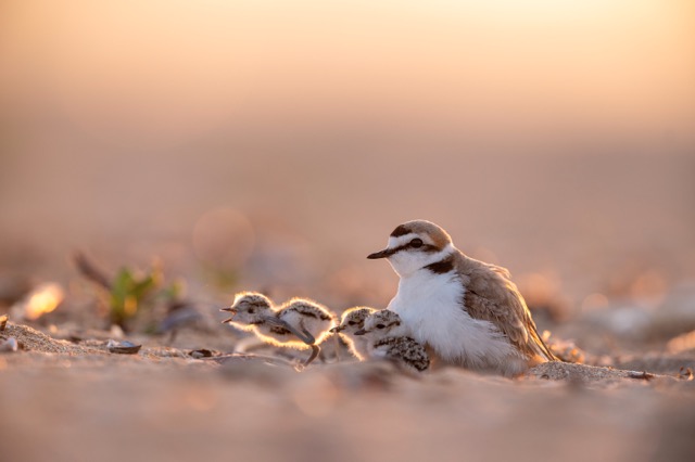 Une maman gravelot à collier interrompu est posée sur le sable, avec ses 3 poussins, au coucher du soleil.