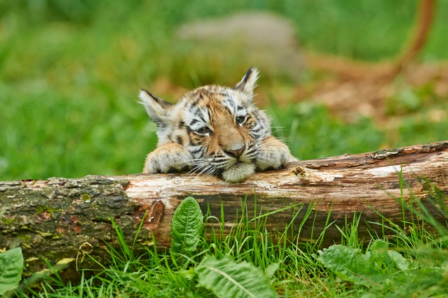 Un petit tigre de Sibérie semble allongé par terre, derrière un tronc. On voit juste sa tête et ses patounes dépasser. Il a l'air pensif, ou se re
poose...