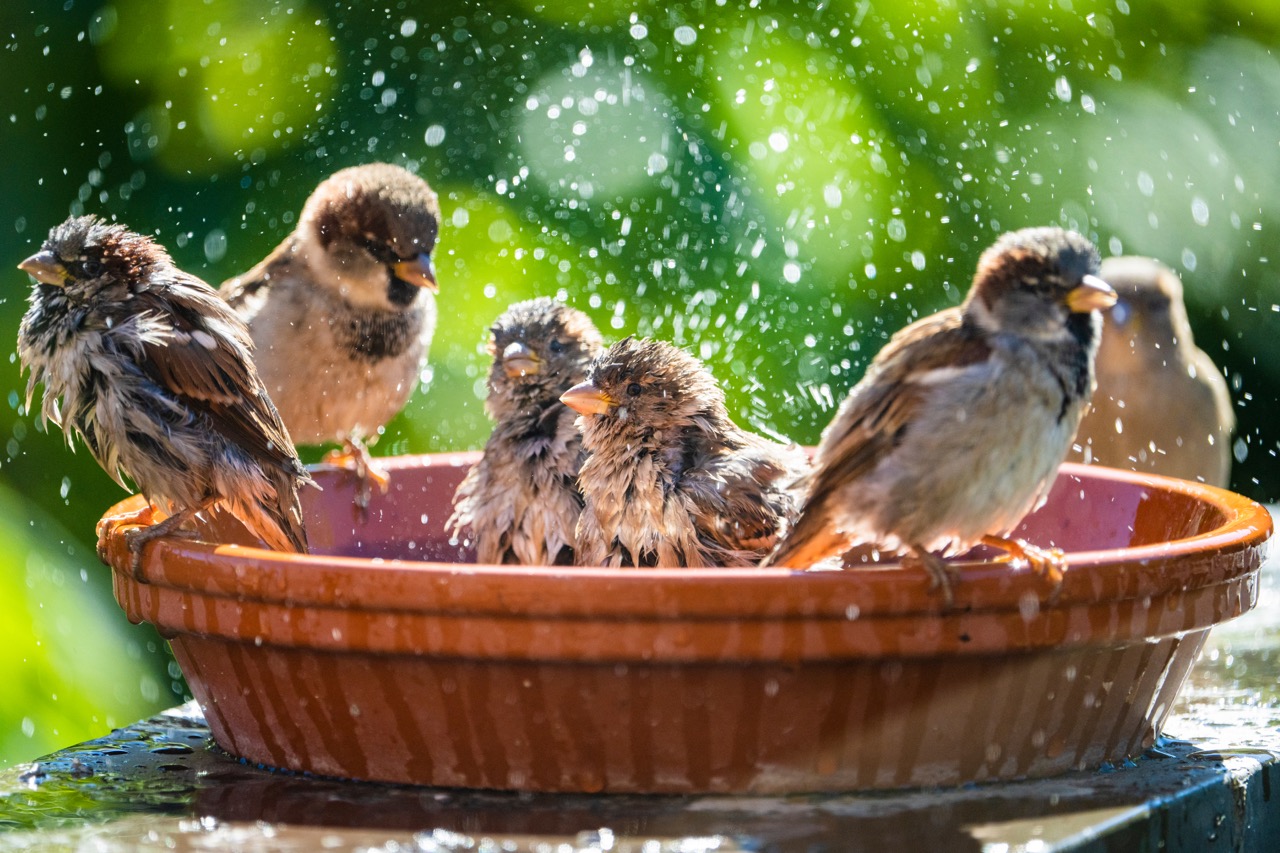 Des moineaux domestiques se baignent et s'éclaboussent d'eau dans une coupelle.