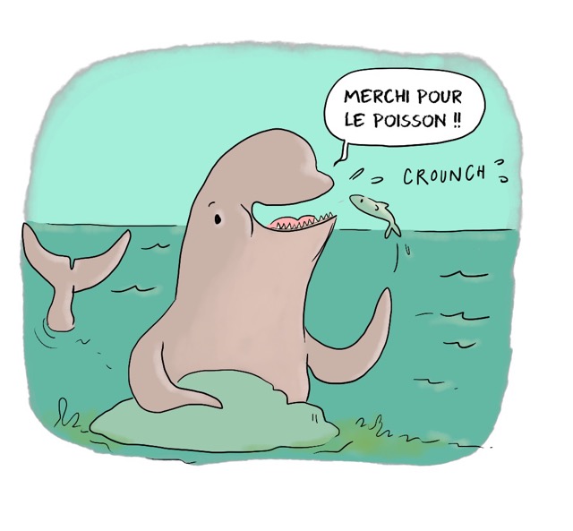 Dessin humoristique : Un marsouin souriant s'envoie dans la bouche un petit poisson pour manger. Il dit: Merchi pour le poisson! Crounch !