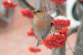 Premier plan d'un Grosbec ou Durbec, un petit oiseau, posé sur une branchette en train de manger les baies rouges d'un sorbier.