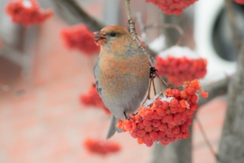 Premier plan d'un Grosbec ou Durbec, un petit oiseau, posé sur une branchette en train de manger les baies rouges d'un sorbier.