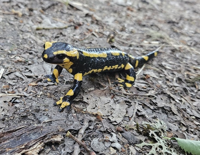 Salamandre