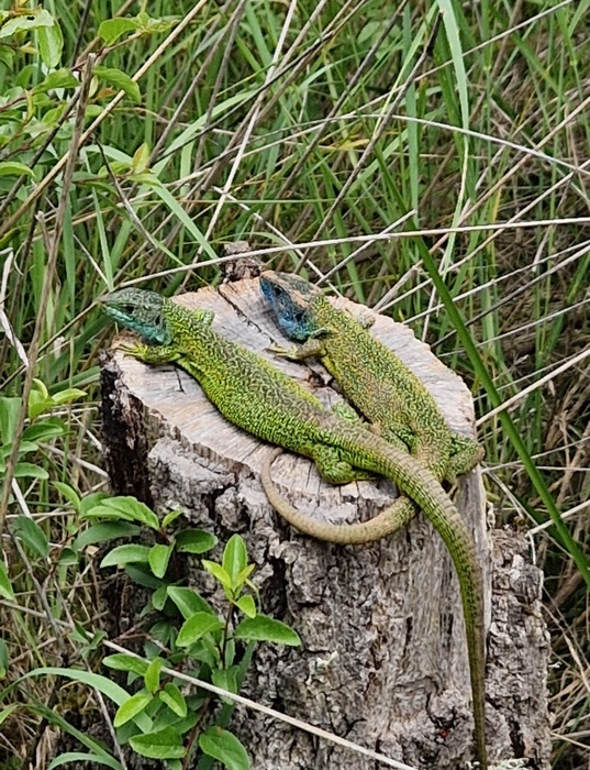 Lézards verts