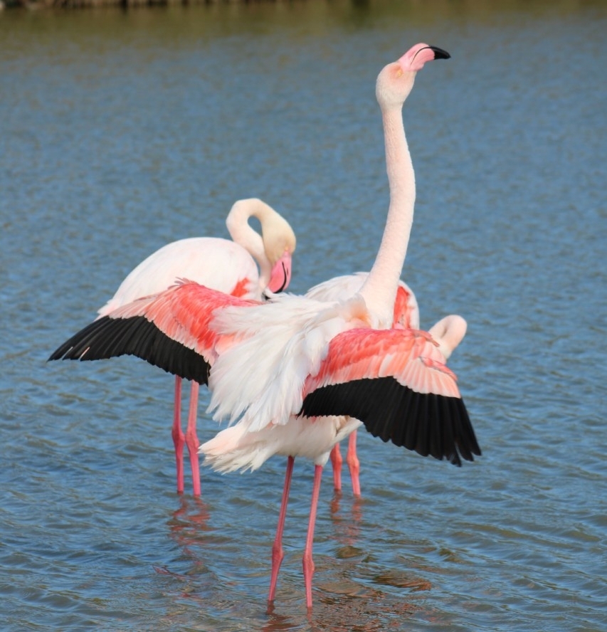 Flamants roses