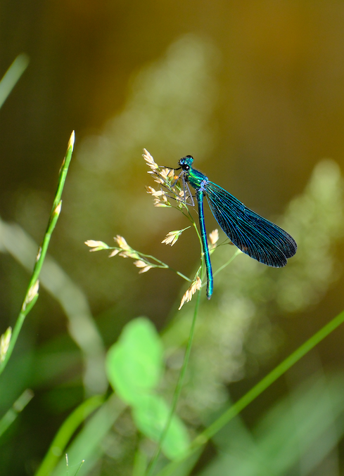 Demoiselle