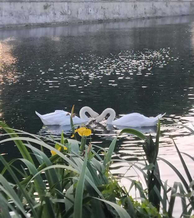 Cygnes tuberculés