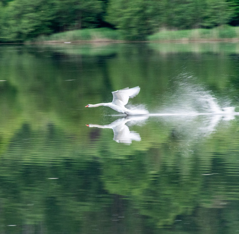 Cygne tuberculé
