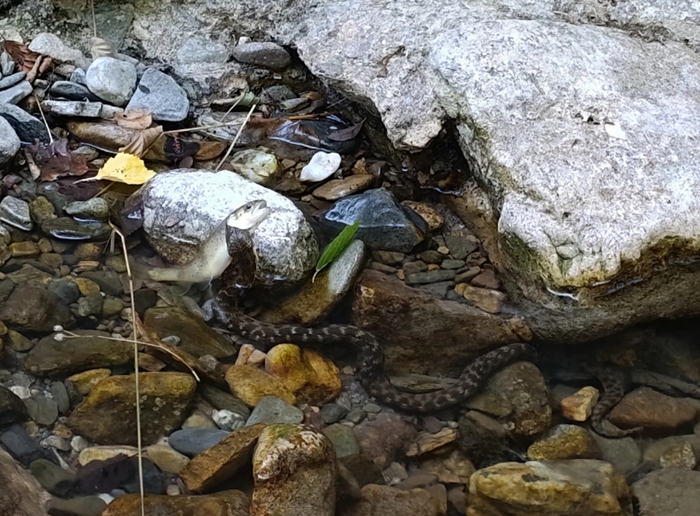 Couleuvre vipérine et poisson