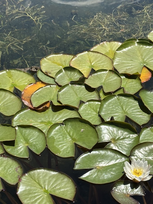Grenouille et nénuphars