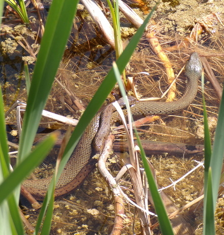 Couleuvres