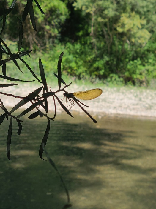 Demoiselle