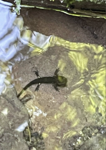 Larve de salamandre tachetée