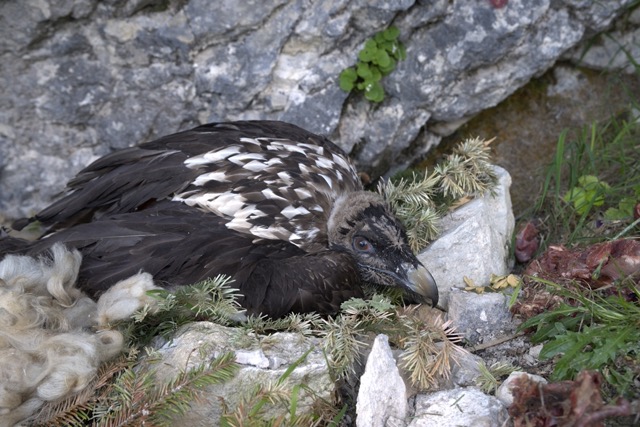 Premier plan d'un jeune gypaète barbu, que l'on reconnaît à son plumage encore sombre. Il se repose dans son nid, au pied d'une grande roche.