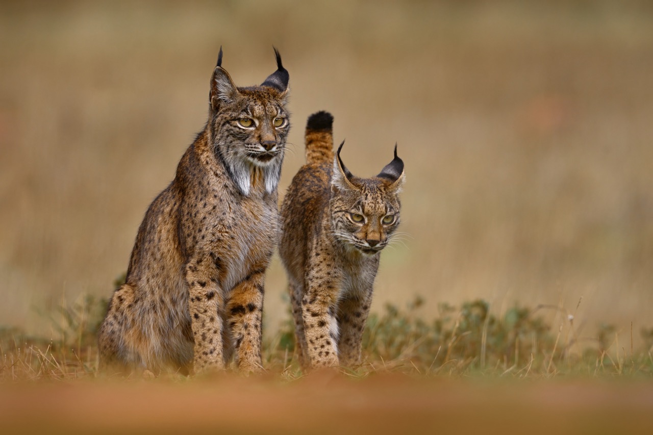 Sur une sorte de steppe aux tons orangés, deux lynx ibériques se tiennent côte à côté. Un adulte reconnaissable à ses longs favoris est assis, tandis qu'un plus jeune marche à côté.