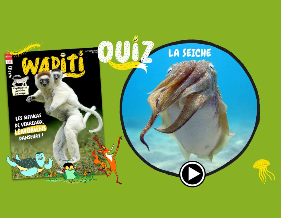 quiz seiche wapiti