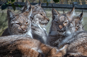 les lynx du parc zoologique de Paris