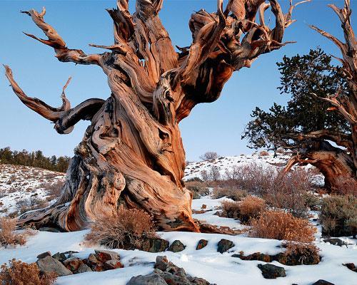 Le plus vieil arbre du monde : le pin de Bristlecone Mathusalem aux États-Unis 