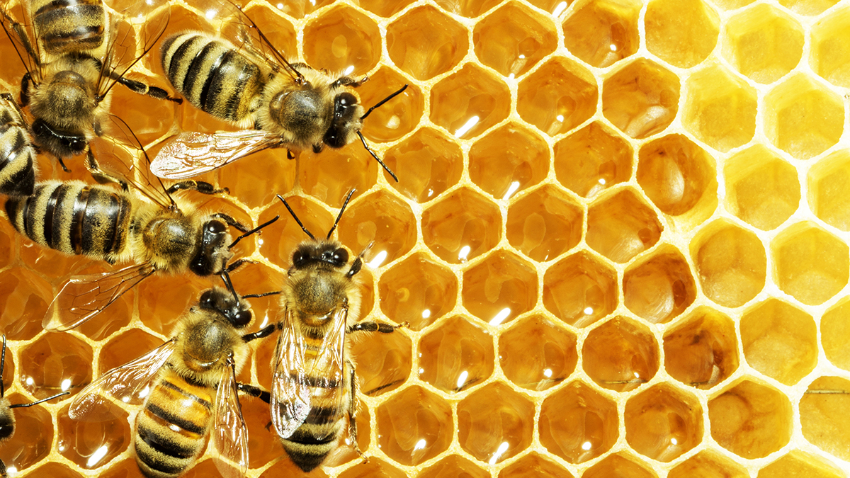 La vie dans la ruche  UNAF Abeilles sentinelles