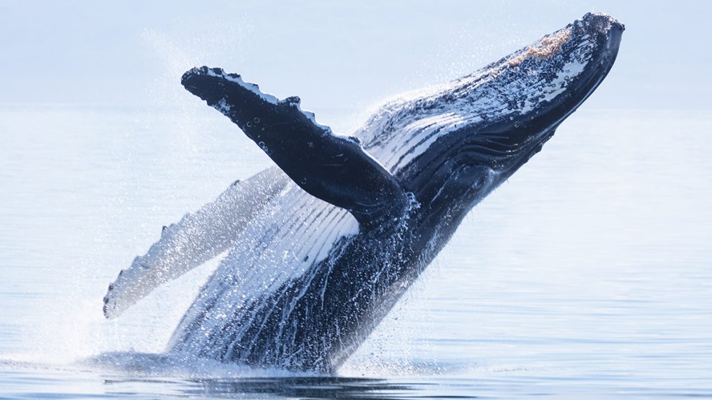 baleine à bosse saute pour se débarrasser des parasites 