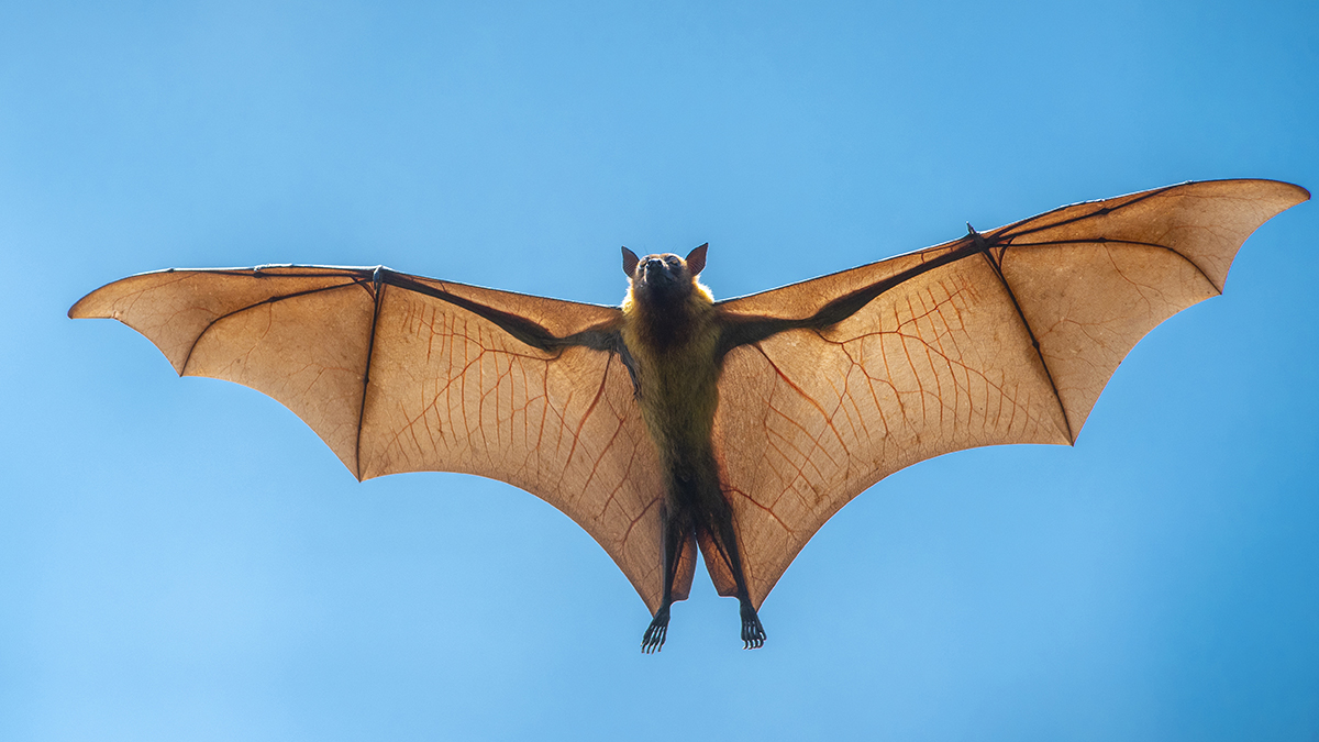 Tout Sur La Chauve souris Caract ristiques Alimentation Techniques 