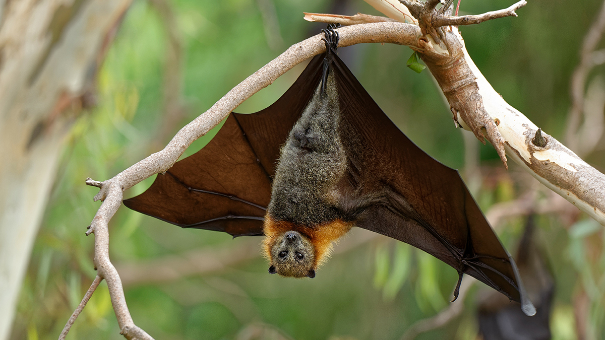Tout Sur La Chauve souris Caract ristiques Alimentation Techniques 