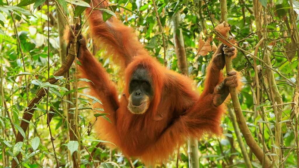 orang-outan s'amuse dans un arbre