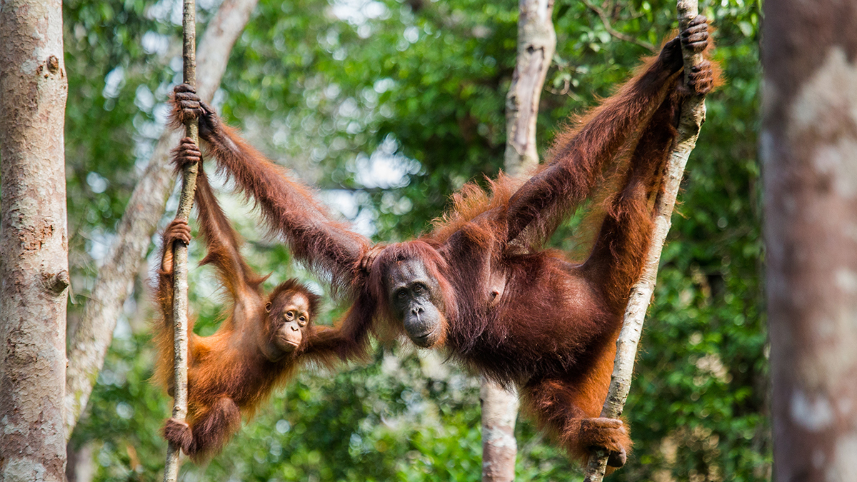 Tout sur l'orang-outan : habitat, alimentation, caractéristiques